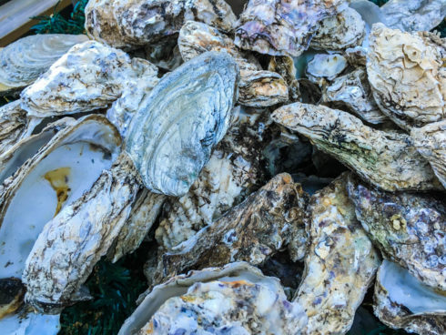 Austern Oesterij in Yerseke