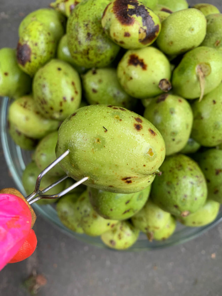 schwarzen Nüssen (Johannisnüsse/ Walnüsse)