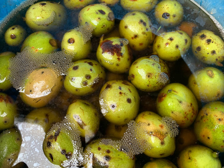 schwarzen Nüssen (Johannisnüsse/ Walnüsse)
