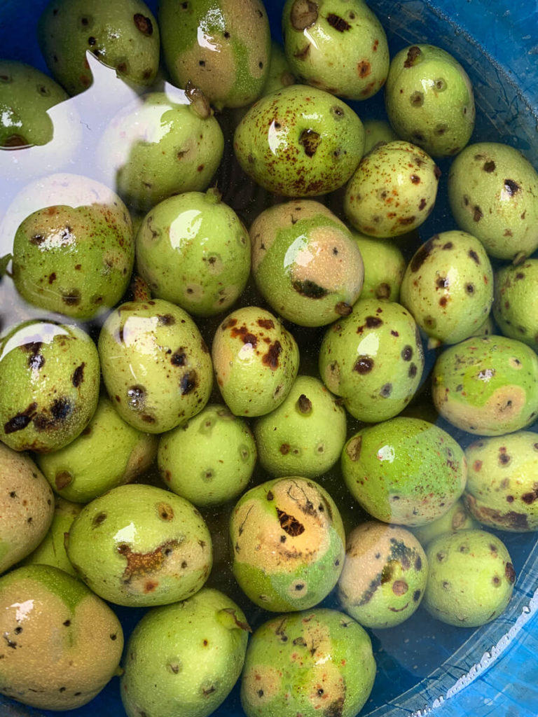 schwarzen Nüssen (Johannisnüsse/ Walnüsse)