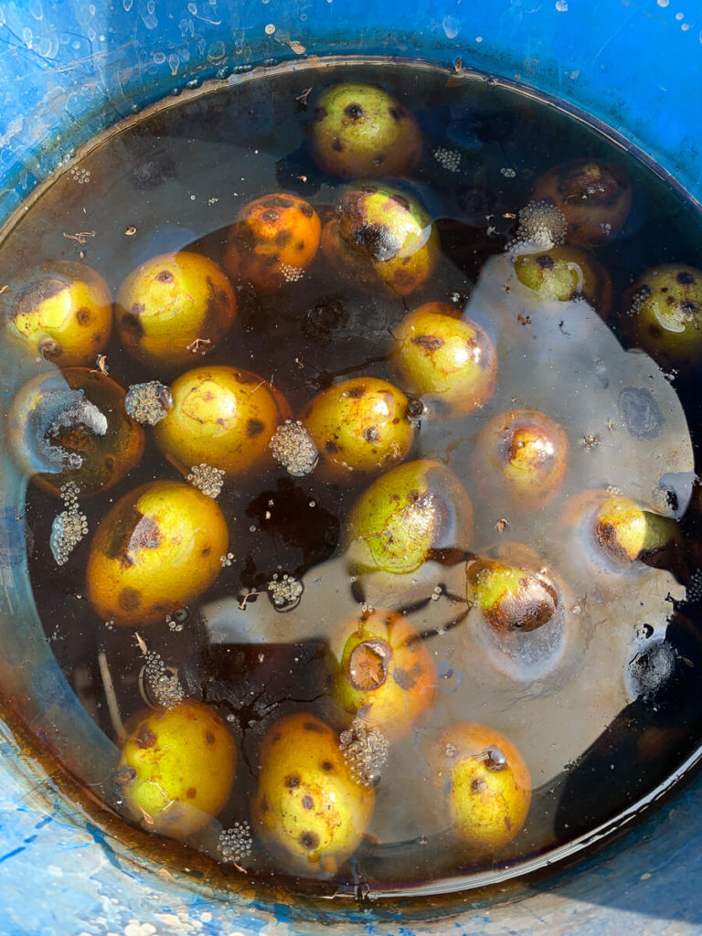 schwarzen Nüssen (Johannisnüsse/ Walnüsse)