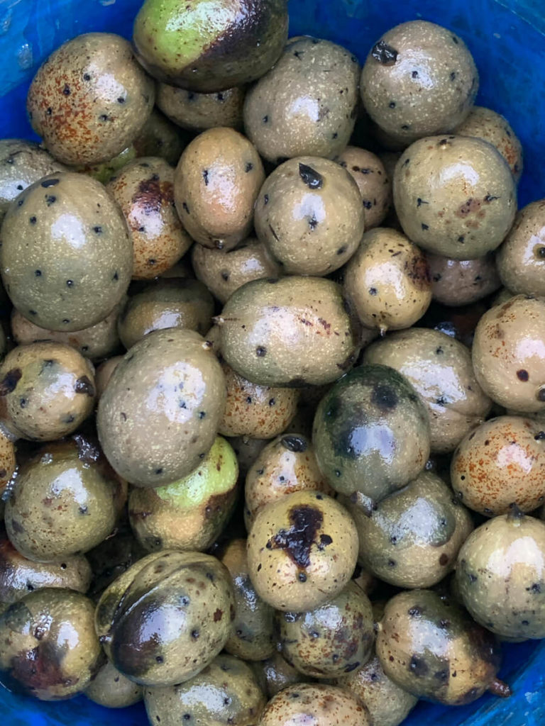 schwarzen Nüssen (Johannisnüsse/ Walnüsse)