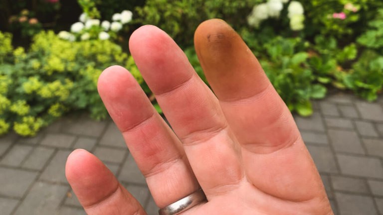 schwarzen Nüssen (Johannisnüsse/ Walnüsse)